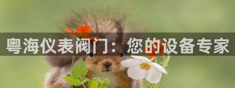 新宝 gg .com