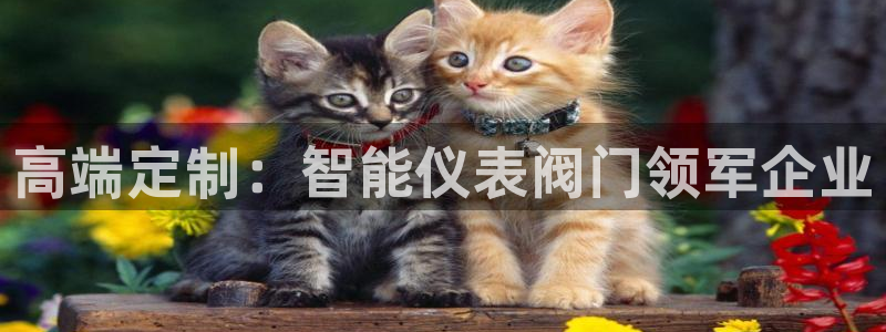 新宝GG反点